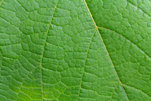 Nahaufnahme eines grünen Blattes mit natürlichem Muster bei Tageslicht. - Foto, Bild