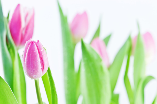 Tulip - Foto, afbeelding