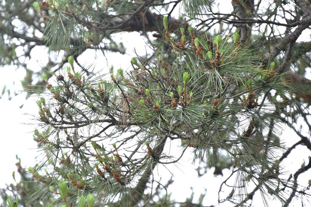  Pino rojo japonés (Pinus densiflora). Se caracteriza por su corteza roja y hojas delgadas, y Matsutake mushruum, un ingrediente alimenticio de lujo en Japón, crece en los bosques de este árbol. - Foto, Imagen