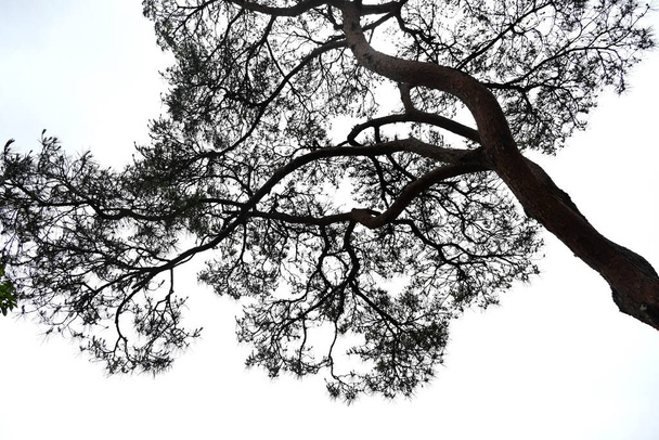  Японская красная сосна (Pinus densiflora). Он характеризуется своей красной корой и тонкими листьями, и Мацутакэ гриб, роскошный пищевой ингредиент в Японии, растет в лесах этого дерева. - Фото, изображение