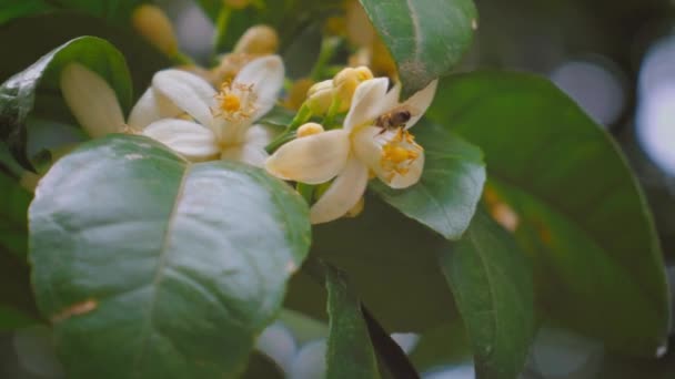 Цветущее мандариновое дерево. Пчела собирает нектар и опыляет цветок. Большое количество белых цветов на ветвях деревьев среди зеленой листвы. Сацума Апельсин Блоссом, Сацума Мандарин, Апельсиновое дерево Филиал - Кадры, видео