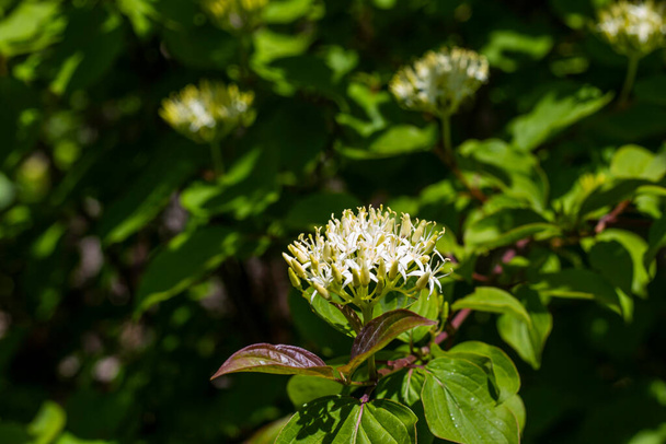 Rostlina CORNUS SANGUINEA v lese - Fotografie, Obrázek