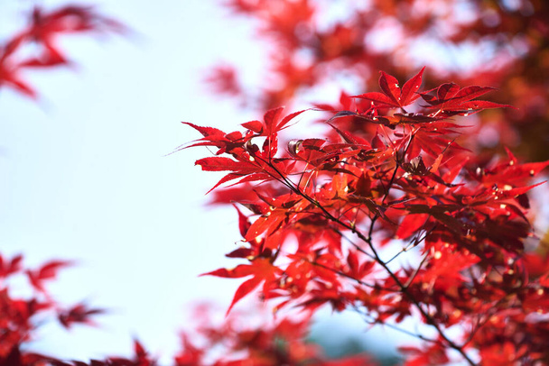 Primer plano del follaje rojo del árbol Acer palmatum Thunb contra el cielo azul. Hermosas hojas de arce japonés rojo. Enfoque selectivo - Foto, Imagen