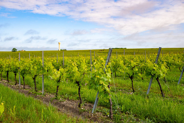 Nyár szőlőültetvények konyak fehér borvidék, Charente, fehér ugni blanc szőlőhasználat konyak erős szeszes italok lepárlás és borkészítés, Franciaország, Grand Champagne régió - Fotó, kép