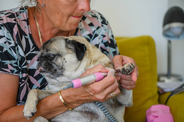 nő ápoló gondozó kutya mopsz egy kisállat spa ellátás 3 - Fotó, kép