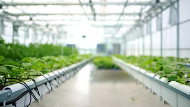 A hidroponikus módszerrel üvegházban termesztett változatos növényzet - Felvétel, videó