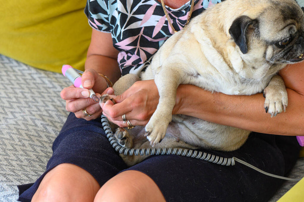 kobieta strzyże paznokcie psa na kanapie w domu 2 - Zdjęcie, obraz