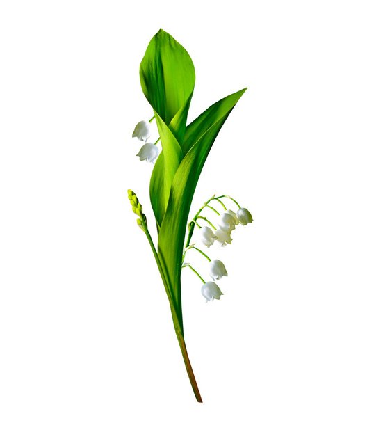 Haara liljat laakson kukkia eristetty valkoinen bac
 - Valokuva, kuva