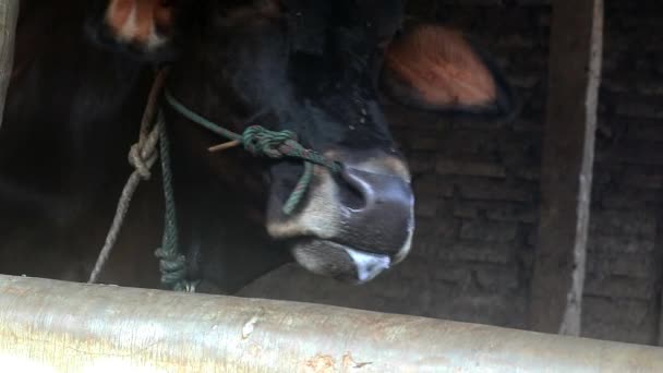 A vaca cospe liru da boca, gado doméstico insalubre - Filmagem, Vídeo