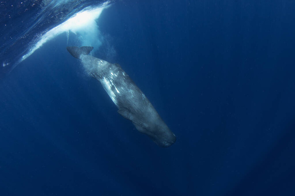 Sperma walvis aan de oppervlakte. Enorme zeldzame walvis in de Atlantische Oceaan. Mariene leven in de buurt van de Azoren.  - Foto, afbeelding