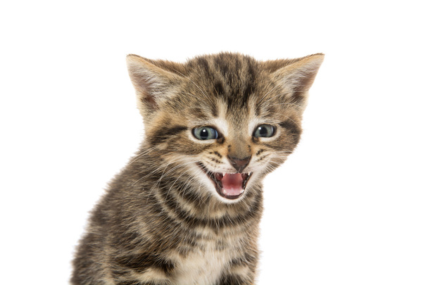 Cute tabby kitten - Foto, Imagen