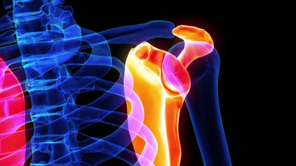 Anatomie osseuse de l'omoplate pour concept médical Animation 3D - Séquence, vidéo