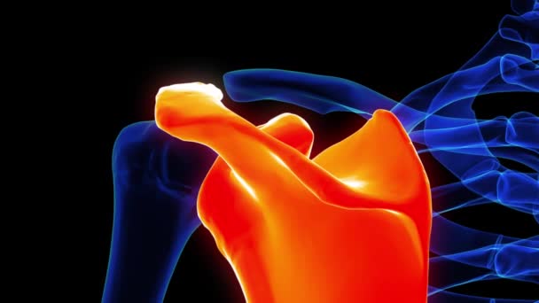 Escapula anatomia óssea para conceito médico animação 3D - Filmagem, Vídeo