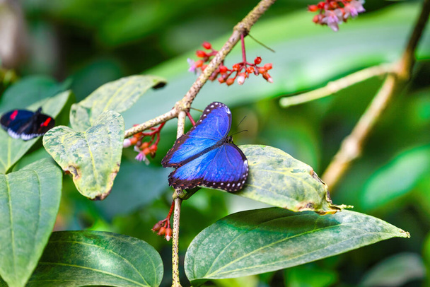 Blauer Morpho ruht auf den Blättern. Zerbrechliche Schönheit in der Natur. Morpho peleides. Hochwertiges Foto - Foto, Bild