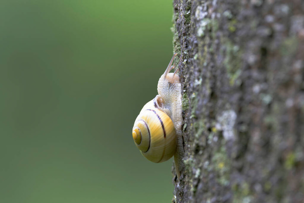 escargot Cepeae nemoralis un jour de pluie dans une forêt française - Photo, image