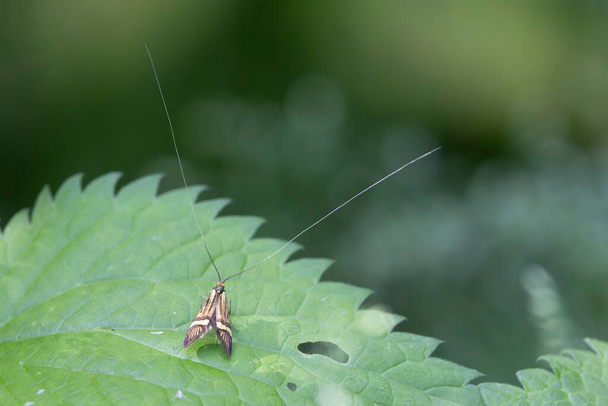 Длиннорогая бабочка Nemophora degeerella самец в поле зрения на низкую растительность - Фото, изображение