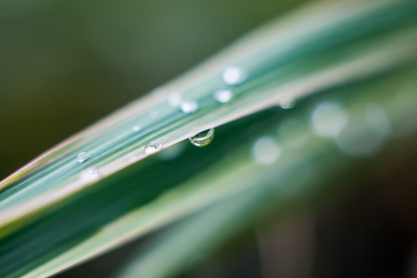 Morning dew on blades of grass during sunrise - Photo, Image