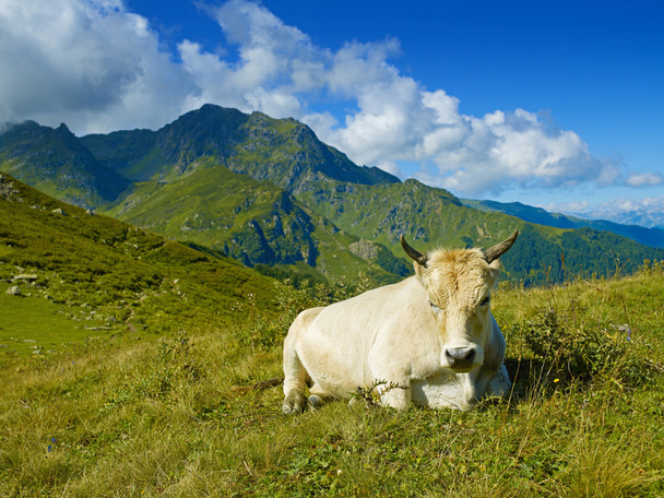 Cow in the Caucasus Mountains - Φωτογραφία, εικόνα