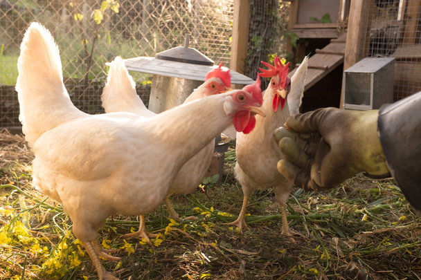Hens walking on hens house - Valokuva, kuva