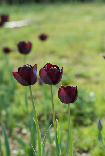 fekete tulipán - Fotó, kép