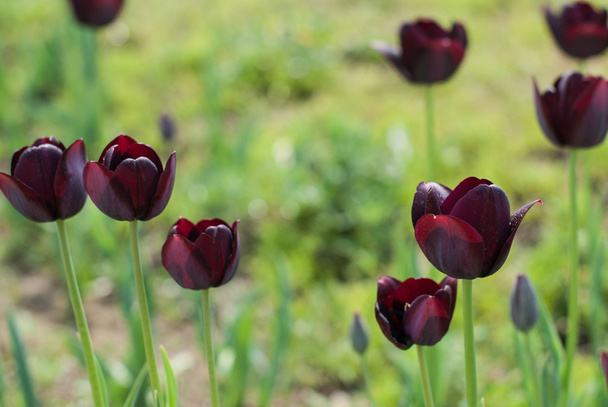 tulipanes negros
 - Foto, Imagen