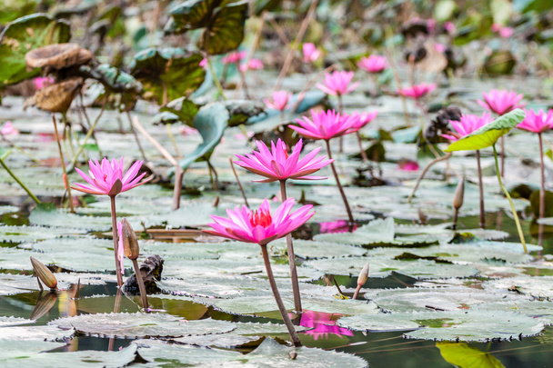 Lotus flowers - Photo, Image