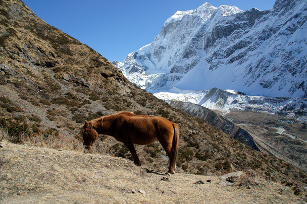 Horse grazing in the high mountains - Photo, Image