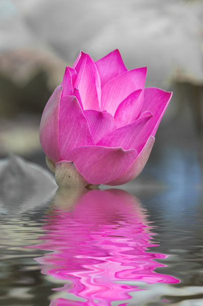 roze lotus - Foto, afbeelding