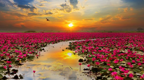 Sunshine rising lotus flower in Thailand - Photo, Image