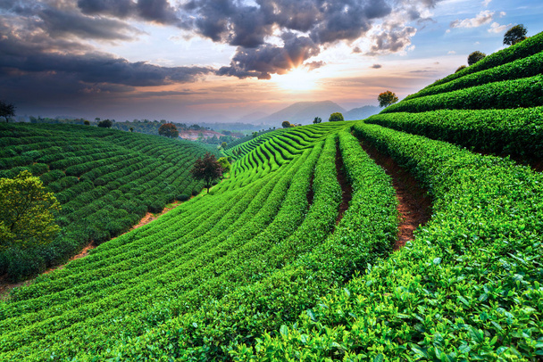 Plantacje herbaty pod niebem - Zdjęcie, obraz