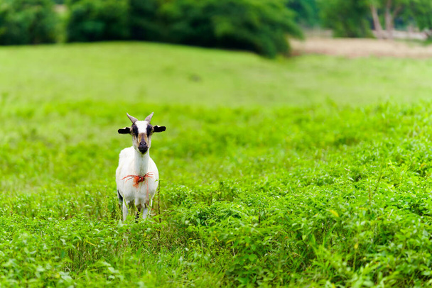 Домашняя коза, стоящая на пышном зеленом пастбище - Фото, изображение