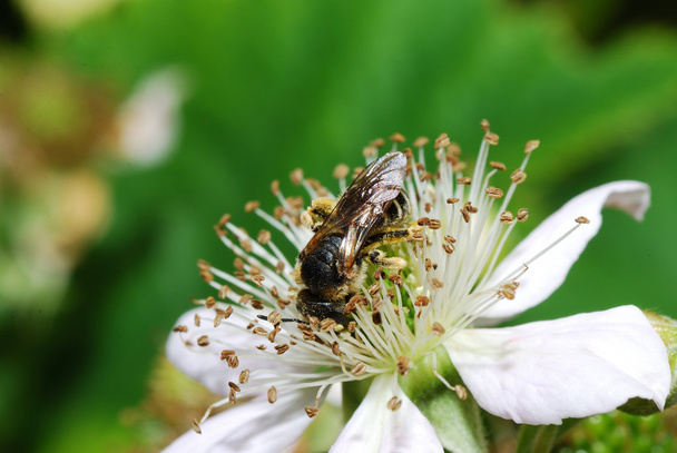 Pszczoła siedzi na blackberry kwitnąć - Zdjęcie, obraz