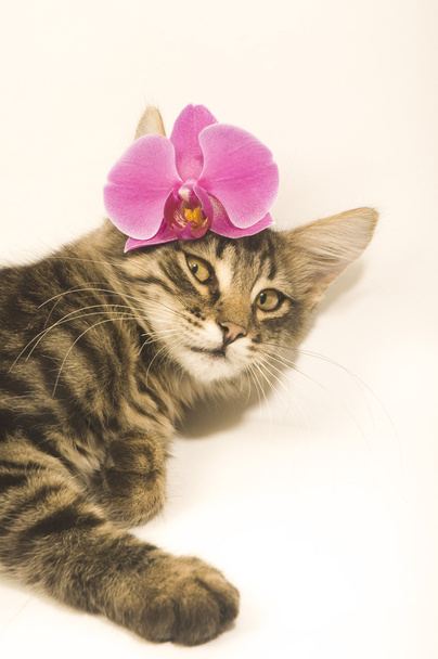 kočka s růžovými květy - Fotografie, Obrázek