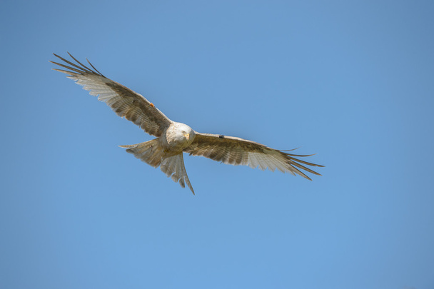 κόκκινο kite - Φωτογραφία, εικόνα