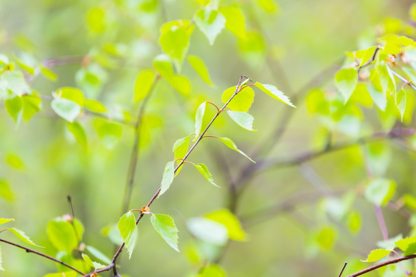 Young birch leaves - Фото, изображение