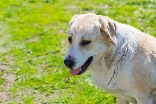Büyük köpek - Fotoğraf, Görsel