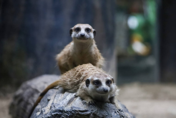 Le meerkat est de rester avec le groupe et le repos  - Photo, image