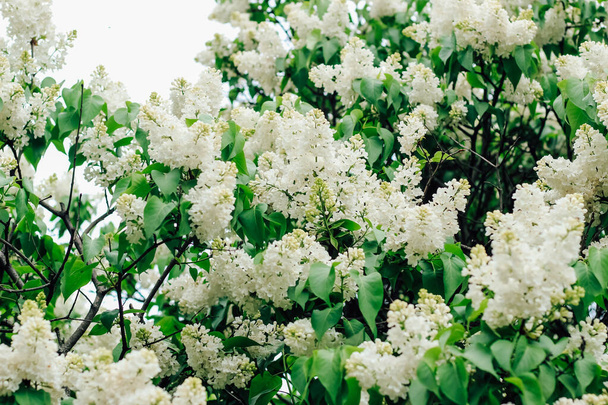 Lila on valkoinen pensas kukkivat kasvitieteellinen puutarha - Valokuva, kuva