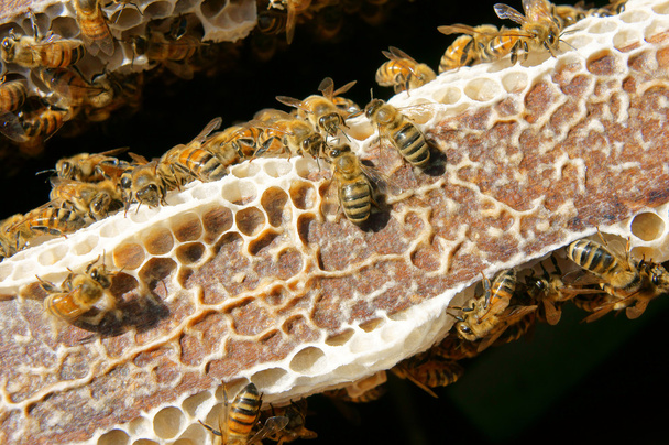 Apicultura en Vietnam, colmena, miel de abeja
 - Foto, imagen