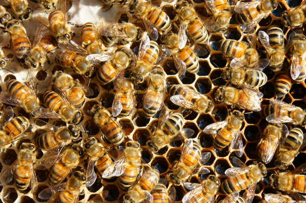 Apicoltura in Vietnam, alveare, miele d'api
 - Foto, immagini