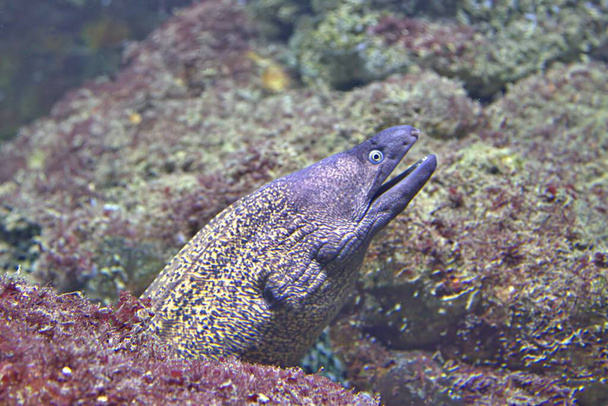 Морейский угорь с открытым ртом выходит из рифа - Фото, изображение