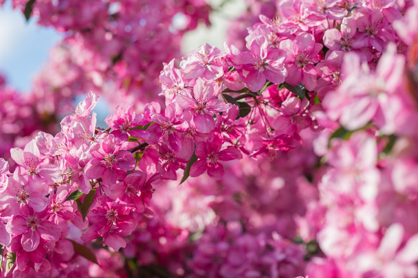 Květy z ráje jabloň - Fotografie, Obrázek