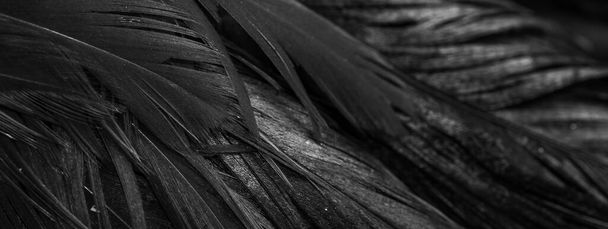plumas de gallo negro. fondo o textura - Foto, Imagen