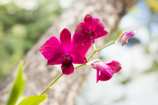 Purpurrote Vanda-Orchideen - Foto, Bild