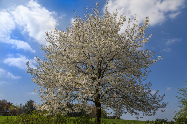 Ciliegi in fiore a Hagen, paese di Osnabrueck, Germania
 - Foto, immagini