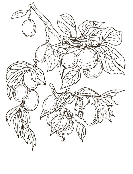 branche de prune feuilles fruits coloriage livre sur un fond blanc anti-stress graphiques gravure tatouage fond nature - Vecteur, image