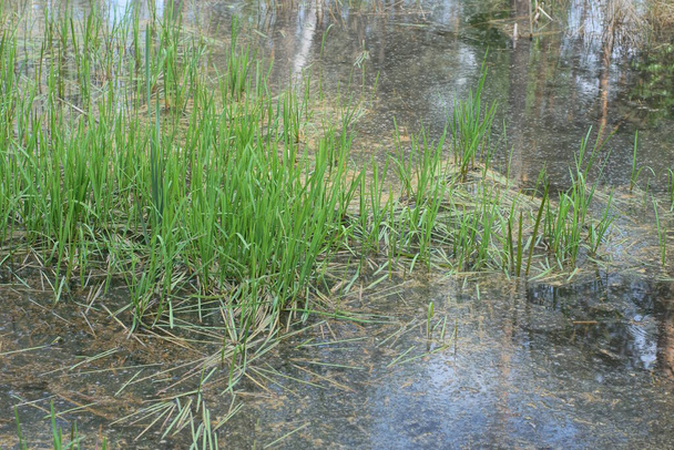 緑の灰色の草 自然の中で育てられた沼 - 写真・画像