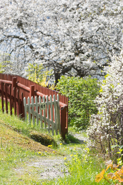 Hermoso jardín exuberante durante la primavera con cerezos blancos
 - Foto, Imagen