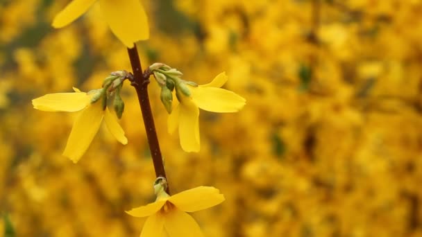 Blooming Forsythia - branch with flowers flicker in the wind at spring day - Footage, Video