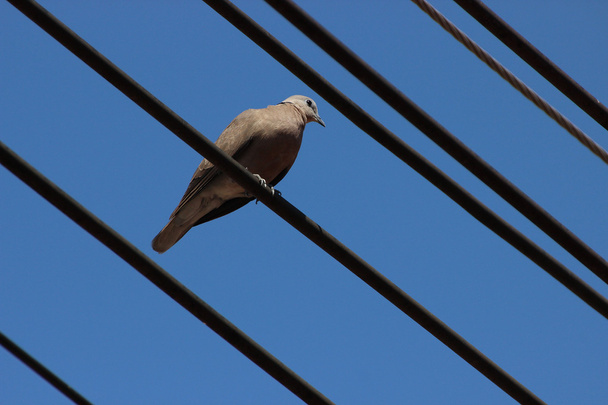 Dove on wire - Photo, Image